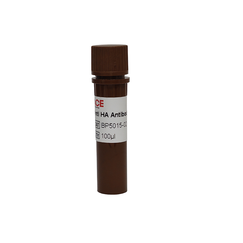 Anti HA Antibody-HRP