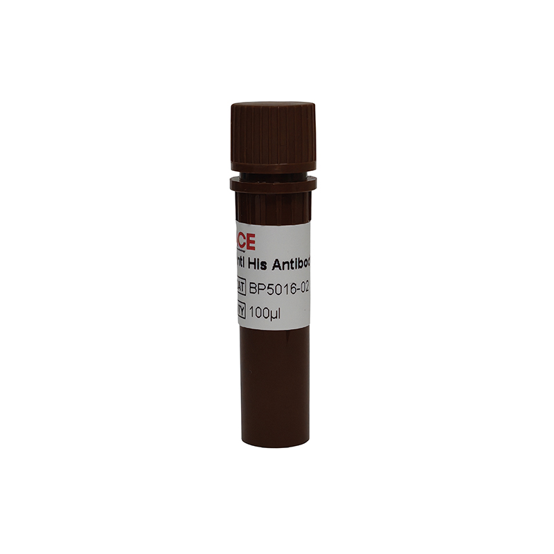 Anti His Antibody-HRP