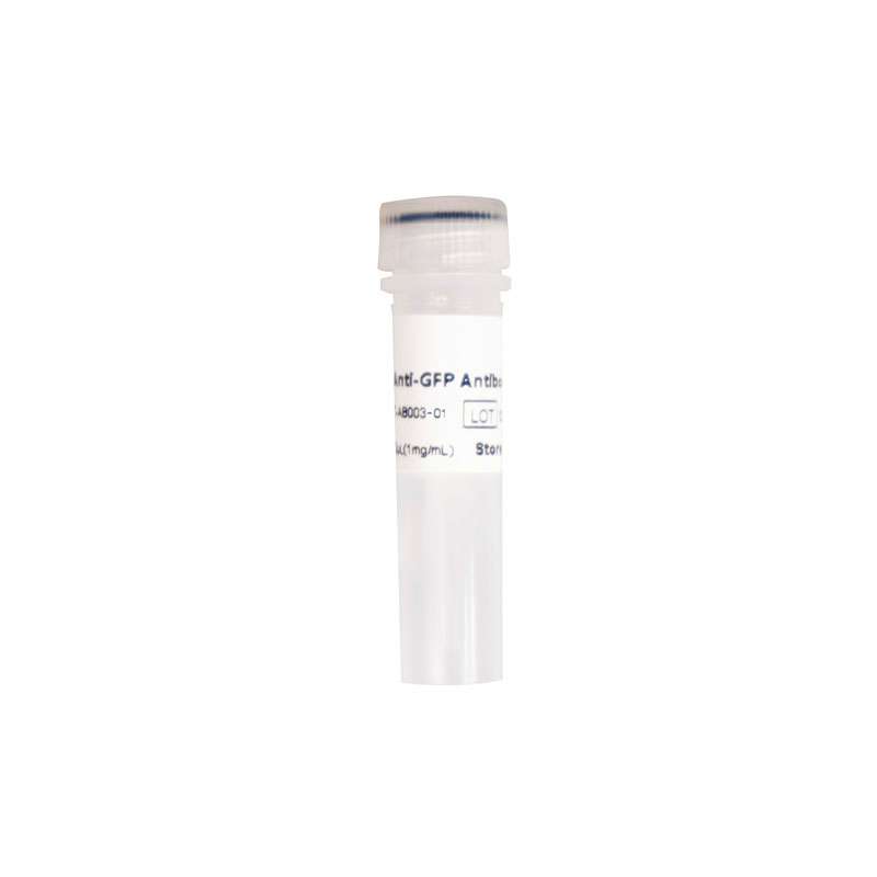 Anti-GFP Antibody