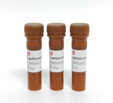 Anti GAPDH Antibody-HRP(全细胞内参抗体)