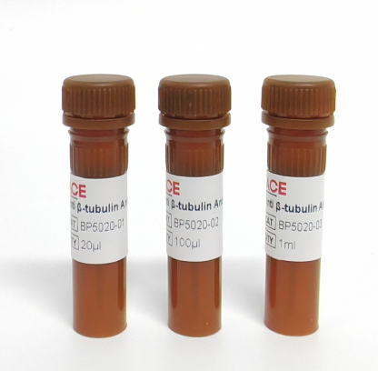 Anti β-tubulin Antibody-HRP(细胞骨架内参抗体)