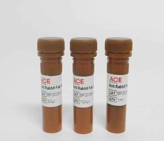 Anti Rabbit Fab Nanobody-HRP For IP