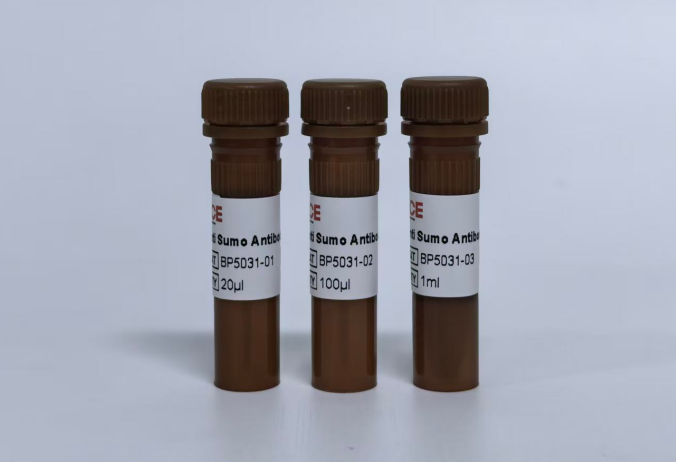 Anti Sumo Antibody-HRP