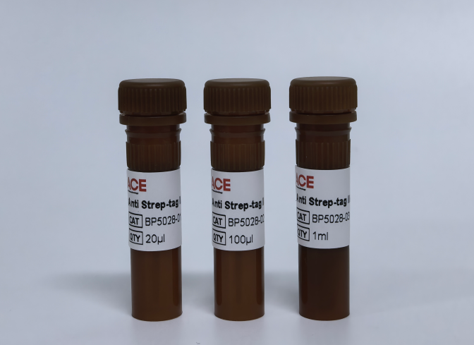 Anti Strep-tag II Antibody-HRP