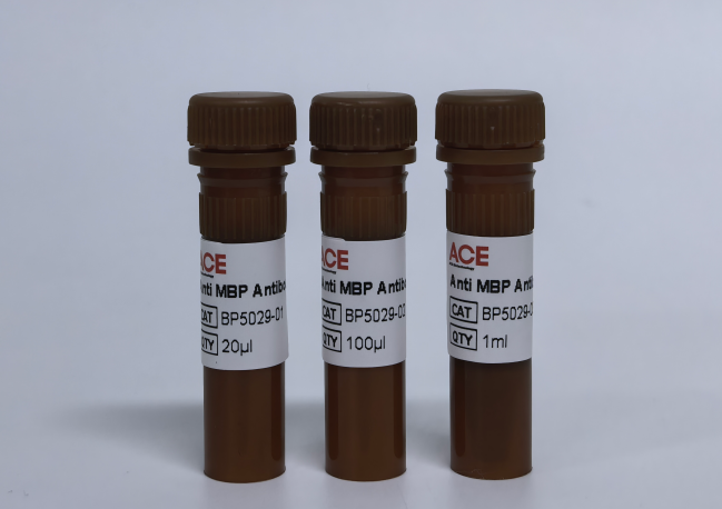 Anti MBP Antibody-HRP