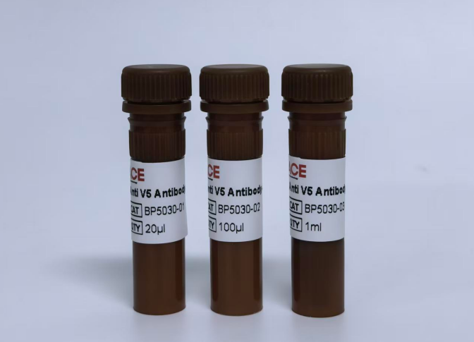 Anti V5 Antibody-HRP