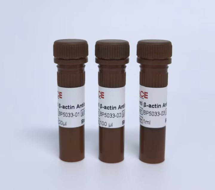 Anti β-actin Antibody-HRP(全细胞内参抗体)